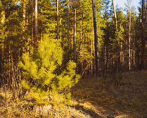 Image showing Beautiful Landscape. Spring Time Forest At Sunset