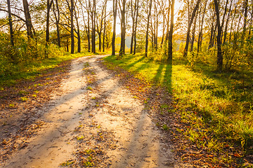 Image showing Colorful Autumn Trees In Forest