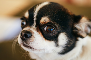 Image showing Chihuahua dog close up portrait