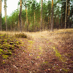 Image showing Autumn Forest. Russian Nature