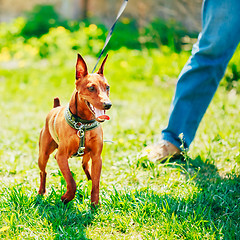 Image showing Close Up Brown Dog Miniature Pinscher Head