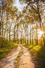 Image showing Colorful autumn trees in forest