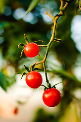 Image showing Cherry Tomatoes In A Garden
