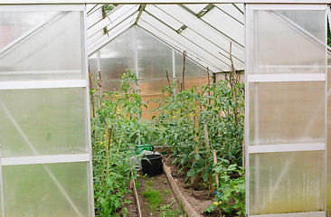 Image showing tomato seedlings in rural greenhous  