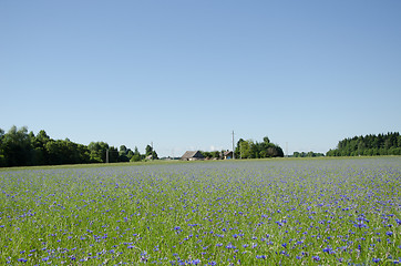 Image showing wide summer cornflower horizon  