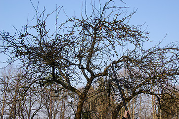 Image showing pruning tree with gasoline saw, cutting branches  