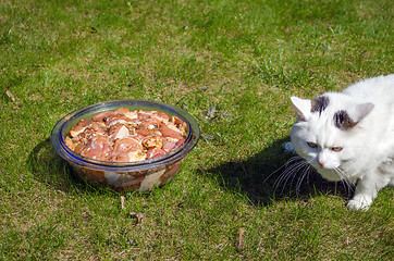 Image showing bowl with pork pieces in meadow and white cat 