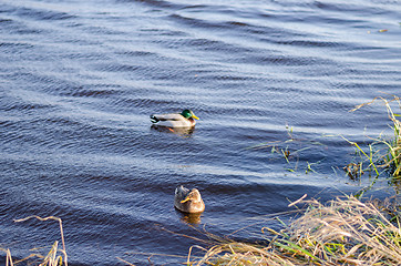 Image showing two ducks floating peacefully in water 