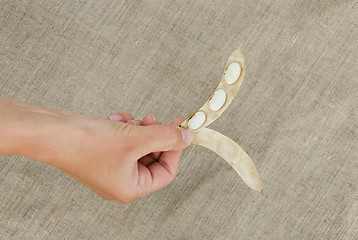 Image showing hand hold open pod with three dried white beans 