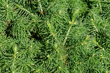 Image showing close up of pine branch with dew drops 