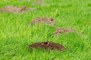 Image showing Mole hills on lawn grass and animal head in soil 