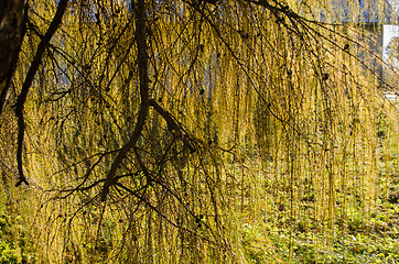 Image showing nutant larch branches illuminated by sun 