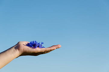 Image showing female hand with cornflower on blue sky background 