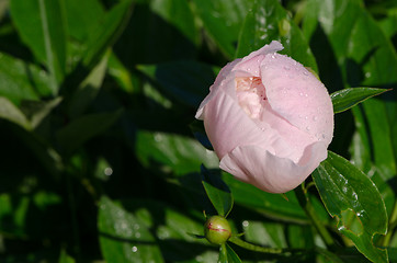 Image showing unexpanded white peony flower bud covered dew 