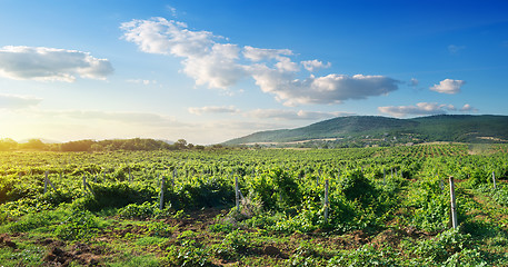 Image showing Crimean vineyard