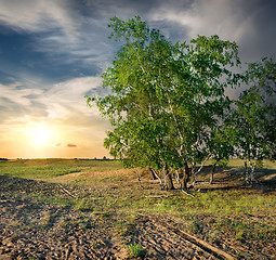 Image showing Birches in the desert