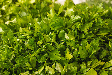 Image showing Fresh Parsley Bunch
