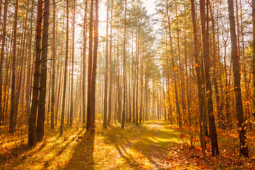 Image showing Colorful Autumn Trees In Forest