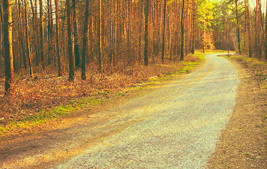 Image showing Forest road sunset sunbeams