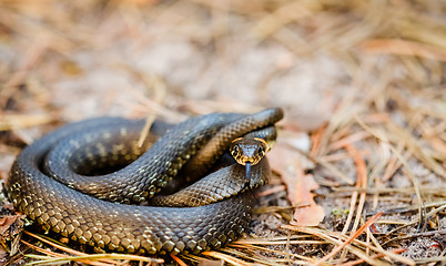 Image showing Grass-snake, adder in early spring