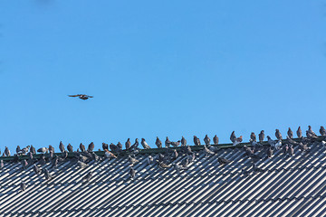 Image showing Doves In A Row On Rooftop
