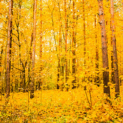 Image showing Colorful Autumn Trees In Forest