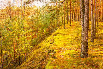 Image showing Colorful Autumn Trees In Forest