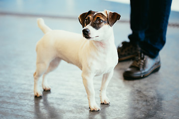 Image showing Dog jack russel terrier
