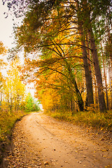 Image showing Colorful Autumn Trees In Forest