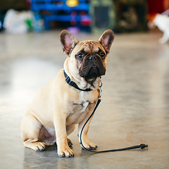 Image showing Dog French Bulldog