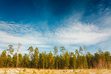 Image showing First Snow Covered The Dry Yellow Grass In Forest