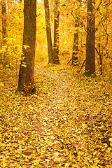 Image showing Colorful Autumn Trees In Forest