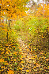 Image showing Colorful Autumn Trees In Forest