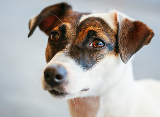 Image showing Dog jack russel terrier