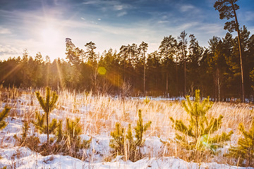 Image showing First Snow Covered The Dry Yellow Grass In Forest