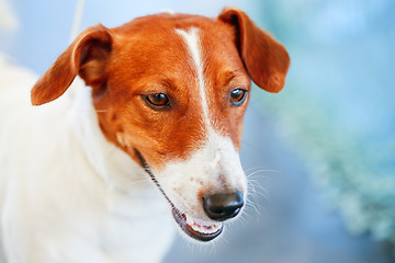 Image showing Dog jack russel terrier