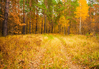 Image showing Colorful Autumn Trees In Forest