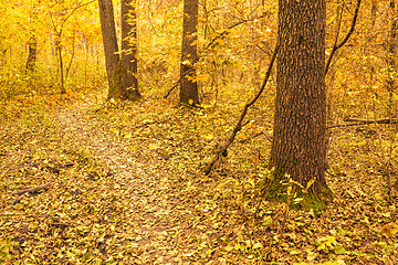 Image showing Colorful Autumn Trees In Forest