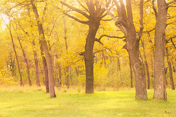 Image showing Dawn in old autumn oak forest