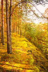 Image showing Colorful Autumn Trees In Forest