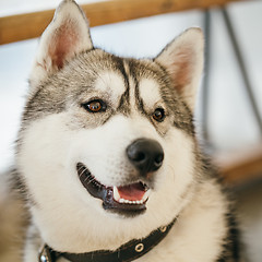 Image showing Gray Adult Siberian Husky Dog (Sibirsky husky) 