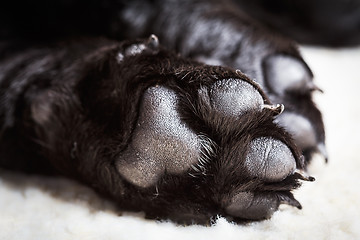 Image showing Dog labrador paw with pads