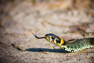 Image showing Grass Snake - Natrix Natrix