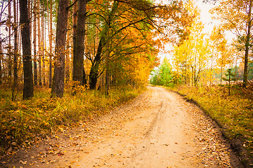 Image showing Colorful Autumn Trees In Forest