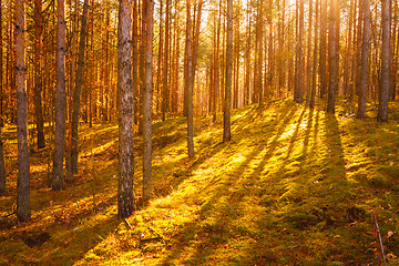 Image showing Colorful Autumn Trees In Forest