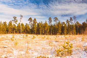 Image showing First Snow Covered The Dry Yellow Grass In Forest
