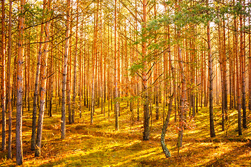 Image showing Colorful Autumn Trees In Forest