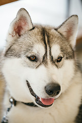 Image showing Gray Adult Siberian Husky Dog (Sibirsky husky) 