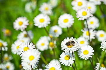Image showing chamomile flowers field 