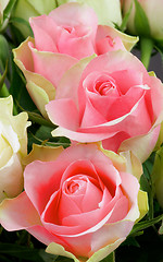 Image showing Pink Roses